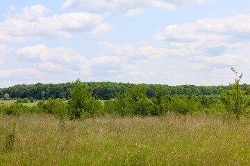 Obraz premium A summer field landscape with tall dry grass and bushes in the foreground. The horizon is framed by a green forest under a blue sky with light white clouds. This photo conveys a feeling of tranquility