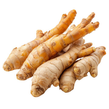 fingerroot Chinese ginger on transparent png background