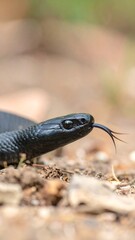 Fototapeta premium Black snake on forest floor
