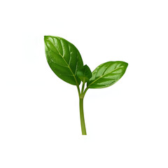 green leaf isolated on white background