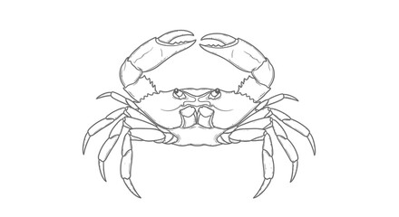 Intricate crab illustration with meticulous line work and detailed anatomical rendering creates
