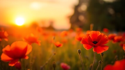 Fototapeta premium Vibrant red poppies glowing under the golden light of a sunset.