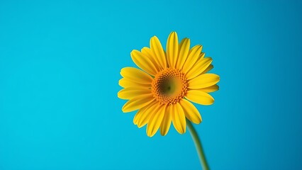 Single yellow gerbera flower in sharp focus against a vibrant blue background, minimalist floral elegance.