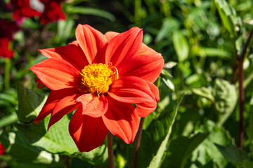 Vibrant Dahlia Bloom Showcasing Rich Orange Petals and Bright Yellow Center Surrounded by Lush Green Foliage in a Sunny Garden Setting