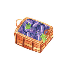 Figs in a wicker basket, ripe picked fruits. Isolated illustration painted with watercolor. Dessert cafe menu, farmers market grocery