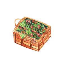 Gooseberries in wicker basket, ripe picked garden berries. Isolated illustration painted with watercolor. Dessert cafe menu, farmers market grocery