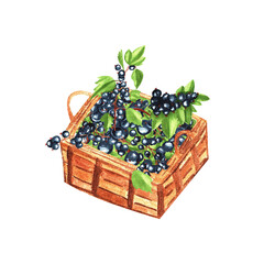 Black currant in wicker basket, ripe picked garden berries. Isolated illustration painted with watercolor. Dessert cafe menu, farmers market grocery