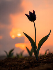 Dark Tulip Blooming at Sunset Golden Hour Nature Beauty