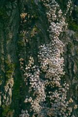 The Coprinellus disseminatus mushroom on a tree