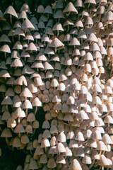 The Coprinellus disseminatus mushroom on a tree