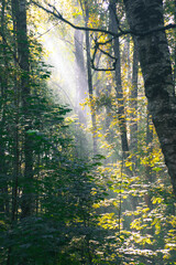 The sun's rays penetrate through the tree canopy.