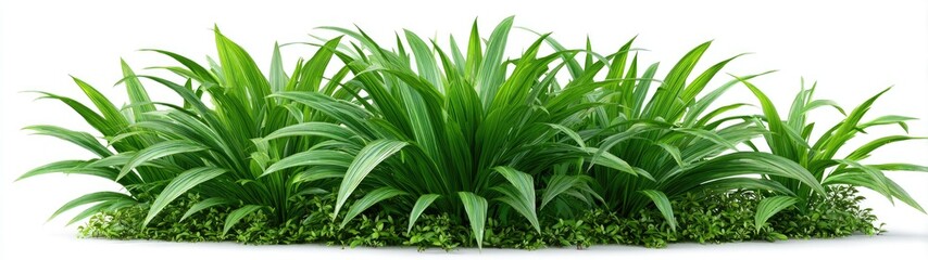 Obraz premium Lush green grass blades clustered together, against a white background