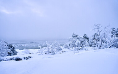 Obraz premium snow covered trees in winter