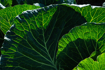 Lush Green Cabbage Leaves Glimmer Under Sunlight, Showcasing Intricate Veins and Textures of...