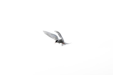 Tern (Sterna sp.) in flight above water – elegant silhouette of a seabird in natural habitat.