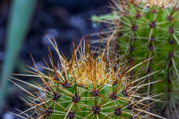 Shtenocereus cactus. colorful photo of a plant in its natural habitat with raindrops. close-up....