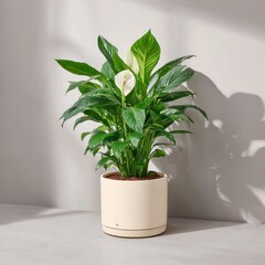 A vibrant peace lily plant in a cream colored cylindrical pot sits against a bright white wall, bathed in soft, natural light.