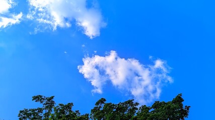 Scenic view of green tree branches against a bright blue sky with clouds and a flying bird. Natural...
