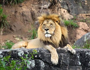 Majestic lion resting on rocks