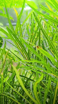 Raindrops on Codiaeum Variegatum Leaves. 4K footage of Codiaeum variegatum plant leaves covered with fresh raindrops during rainy weather, creating a natural tropical atmosphere.