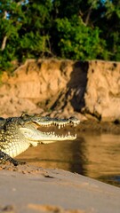 Crocodile at Riverbank