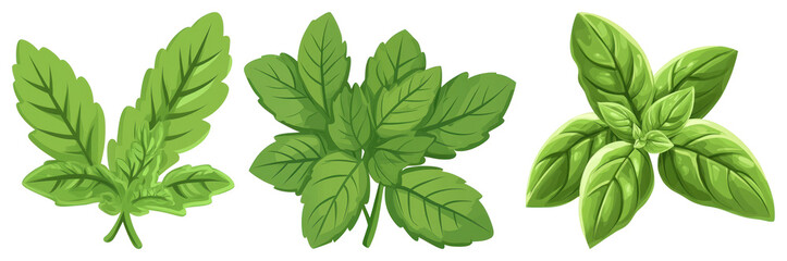 PNG Herbs illustration with green leaves, element set on transparent background