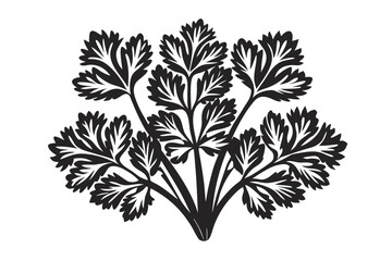 Isolated Black Parsley Herb with Detailed Leaf Structure on White Background