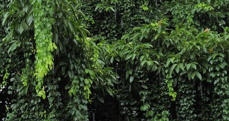 Heavy rain, rainstorm and forest, rainy season forest