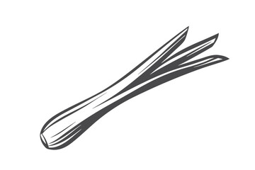 Isolated Leek Vegetable Icon, Gray Outline, Fresh Ingredient, White Background