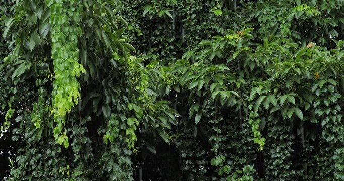 Heavy rain, rainstorm and forest, rainy season forest