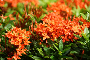 Bright red daffodils in the morning with a blurred background of green leaves.