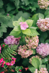 Fototapeta premium Elegant Floral Shopfront with Lush Greenery and Blooming Flowers