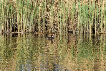 Great crested grebe, Podiceps cristatus, swimming on a lake, young fresh reed grass background