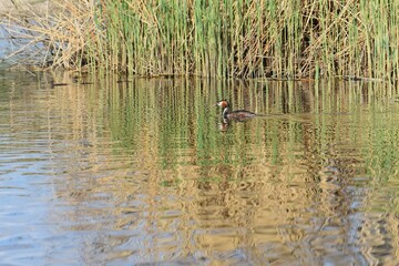 Great crested grebe, Podiceps cristatus, swimming on a lake, young fresh reed grass background