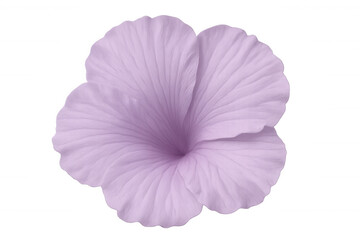 Obraz premium Studio shot featuring a blooming light purple hibiscus flower, showcasing delicate petals against a transparent background