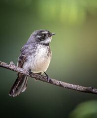 Grey Fantail