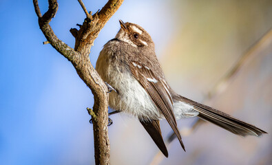 Grey fantail