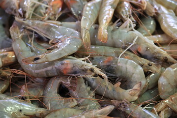 Prawns close up at the fish market in Loulé, Portugal  