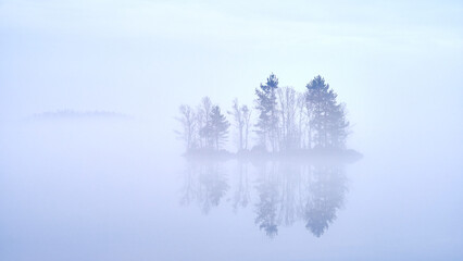 trees in the fog