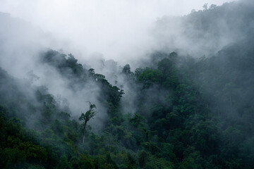 In the morning, the mountain landscape is veiled in a misty fog, with clouds drifting across the sky, while a solitary tree stands tall, embracing nature's serene beauty.