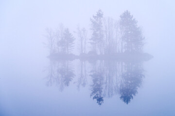 tree in the foggy island