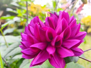 Fototapeta premium A close-up shot of a vibrant purple dahlia flower with intricate petals in full bloom, set against a softly blurred green garden background.