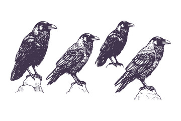  hand-drawn ravens standing on rocks vector illustration