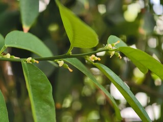 Closeup of a branch with green leaves and tiny flowers of a lime tree