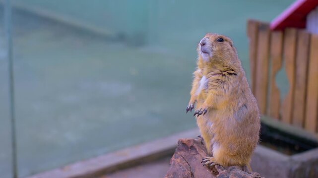 A cute marmot 01