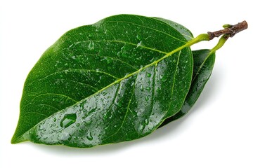 Two fresh, dewy green leaves on a white background