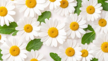 seamless pattern with white flower 