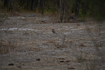 A bird in a mountain gorge. National Nature Park.