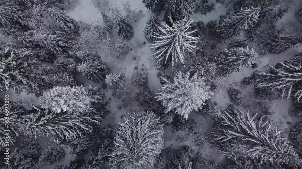 Poster a view from above a forest the trees covered in snow the ground below also has snow on it it is wint