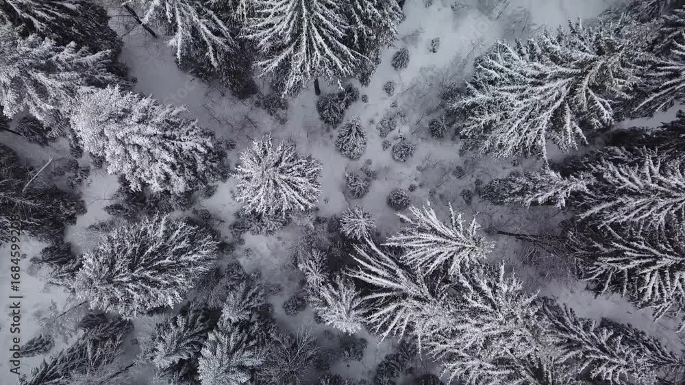 Poster an overhead shot of a forest covered in snow the trees are close together and the snow is visible on
